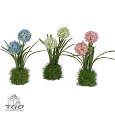 Formano Set 2 Stück Allium