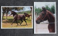 2 Postkarten Shagya Araber,Pferd,Arabische Pferde,Tier,Tiere,AK,Ansichtskarte,CZ