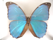 Morpho Menelaus, Peru