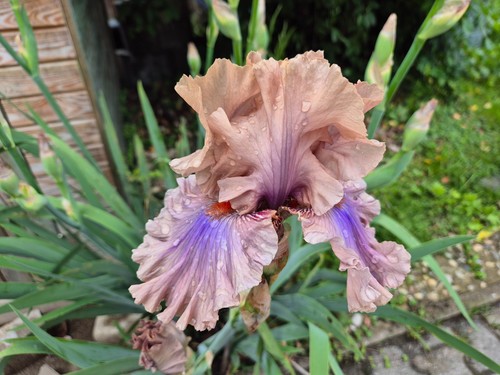 Schwertlilie iris coffee - tb,,