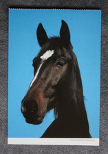 Postkarte Holsteiner,Pferd,Pferde,Tier,Tiere,Pferdepostkarte,AK,Ansichtskarte