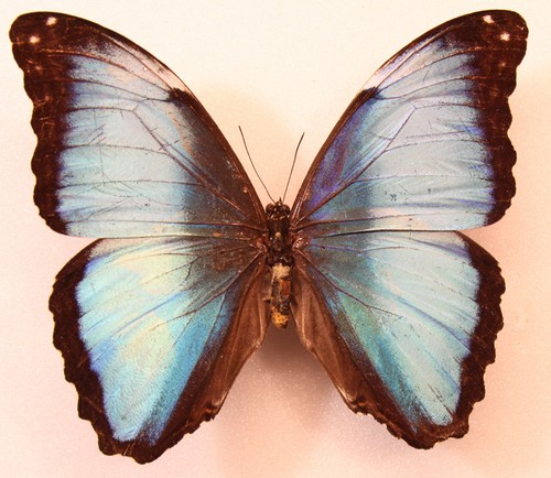 Morpho deidamia