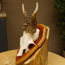 Rehgeweih abnormes Reh Geweih