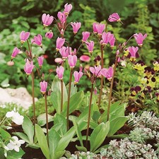 Dodecatheon rhizom meadia - dodecatheon,