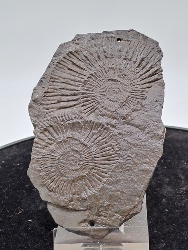 Ammonit fossil platte stück - platte,