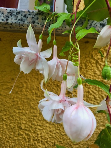 Fuchsie mischung große - fuchsie,,