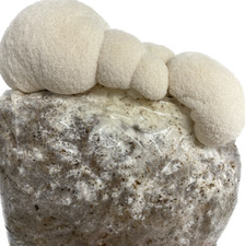 Igelstachelbart Pilzzuchtset Lions Mane Pilze selber züchten Growkit komplett