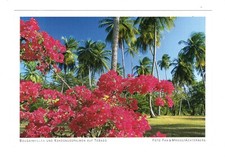 AK Ansichtskarte Bougainvillea + Kokosnusspalmen / Tobago / Trinidad und Tobago