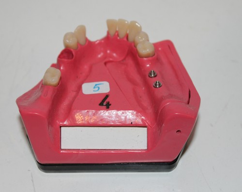 Dent schaumodell 4 - go,