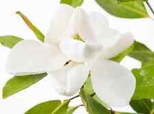 Magnolia grandiflora 'Little