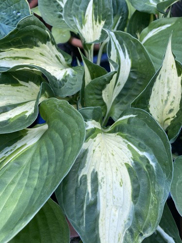 Hosta revolution 1 - revolution,,
