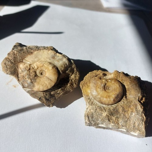 Ammoniten tragophylloceras - ammoniten,,