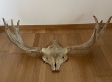 Schwedisches Elchgeweih 76cm