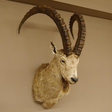 Sibirischer Steinbock Kopfpräparat Kopf Präparat HL 107 cm mit Herkunftsnachweis