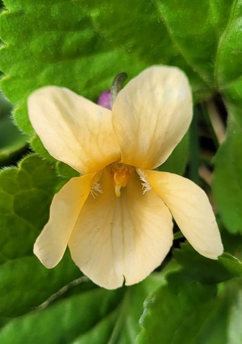 Duft veilchen gelb sulfurea - duft-veilchen,