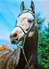 Pferdepostkarte Marbacher