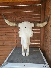 Echter Büffelschädel Longhorn Büffelkopf Stier