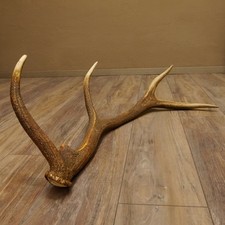 Rothirsch Stange 8 ender Gewicht 2,0 kg Länge 82 cm Hirsch Abwurfstange 71.1.176