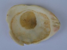 Muschel, Versteinerte Muschel