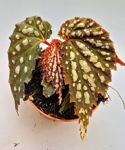Schöne begonia snow leopard - schöne,