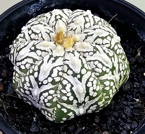Astrophytum asterias super - astrophytum,