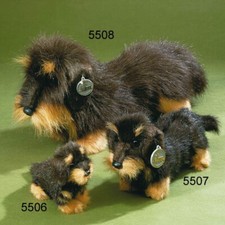 FÖRSTER   RAUH-LANGHAARDACKEL