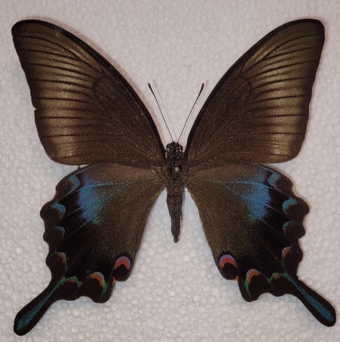 Papilio dehaanii tokaraensis - ,