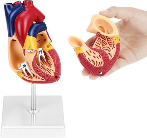 Anatomie modell herz des - anatomie,