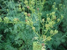 Weinraute, Gartenraute, Ruta