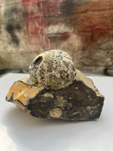 Seeigel fossil millionen - seeigel,