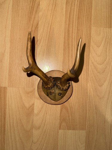 Rehbock spießer gehörn auf - rehbock,