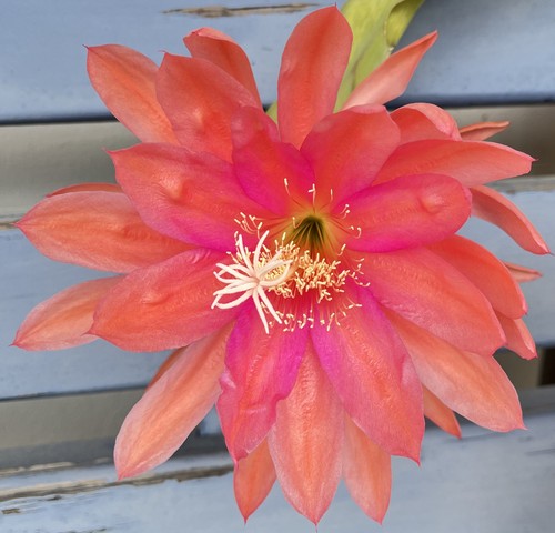Epiphyllum epicactus hybride - epicactus,
