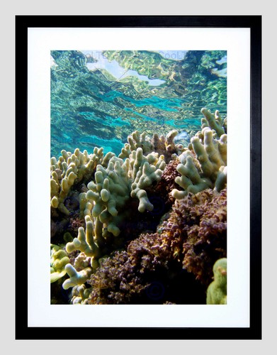 Seascape coral reef - reef, sea