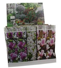 3x Magnolien 30-40cm