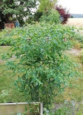 Euphorbia lathyris, Samen 30