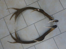 Abwurfstangen Geweihstangen Hirschhorn Hirschgeweih Passer Horndekoration Paar