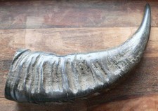 Horn Wasserbüffel natur 47 cm