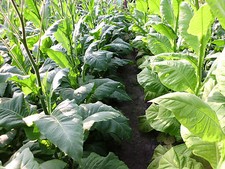 3000 Tabak Samen Virginia - Burley Mischung  Ernte 2024 Tabakpflanzen Rauchtebak