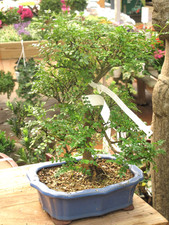 Samen vom pfeffer baum als - vom, pfeffer-baum