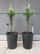 2x Araucaria araucana