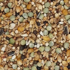 Gladen Rassetauben mit Mais