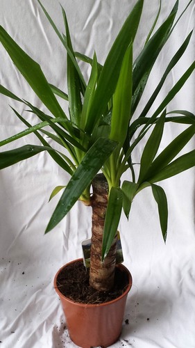 Yucca palme - yucca-palme, (yucca