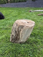 29 cm XL Treibholz Schwemmholz