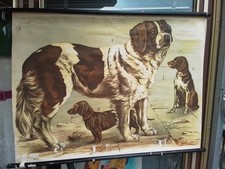 Tierkunde 1954 Schule "Hund