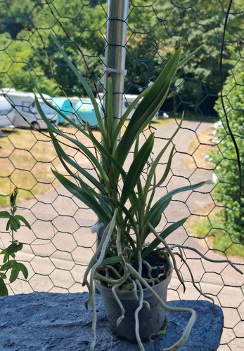 Angraecum calceolus orchidee - calceolus,