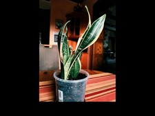 Sansevieria trifasciata Futura Superba. 30–35 cm hoch 16cm Topf
