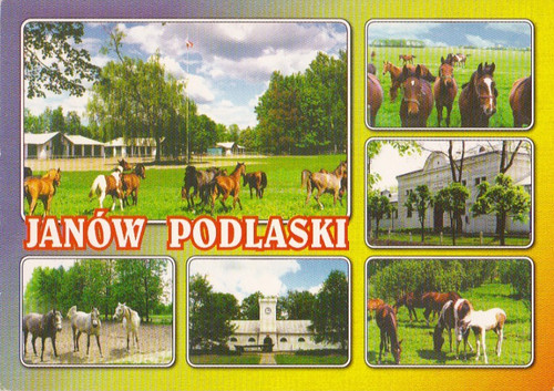 Gestüte janow postkarte - gestÜte, *