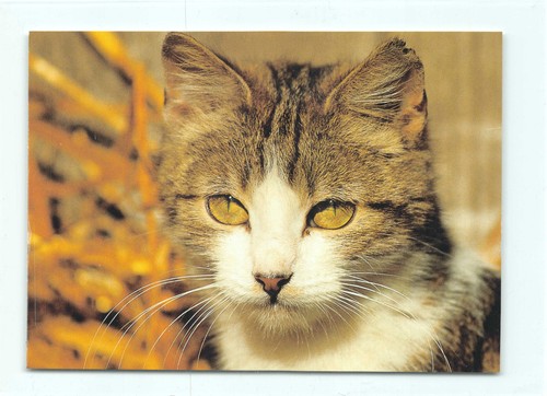 Postkarte katze - 1,