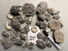 Ammoniten Pleuroceras spinatum