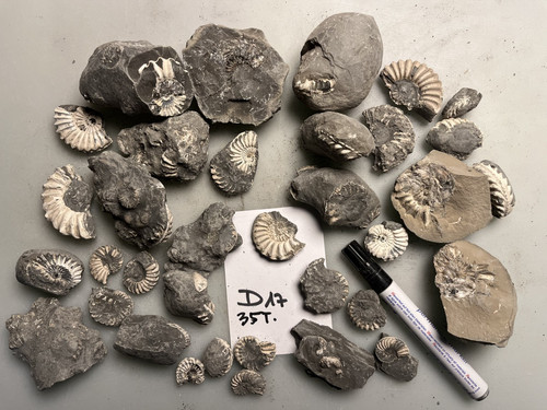 Ammoniten pleuroceras spinatum - pleuroceras,